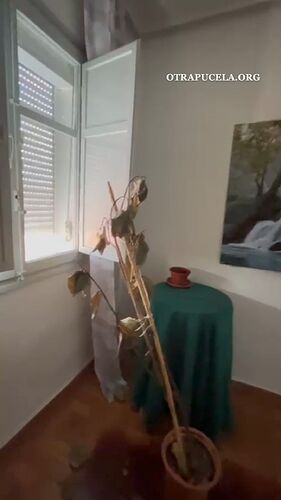 Planta muerta y suelo lleno de suciedad
