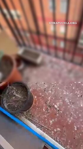 Estado de la terraza llena de excrementos y plantas muertas
