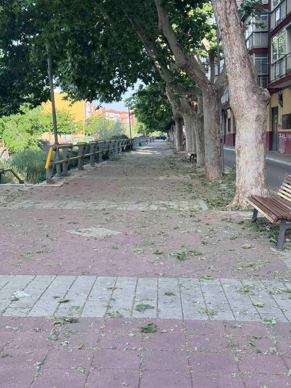 Hojas acumuladas sin recoger en las calles del barrio